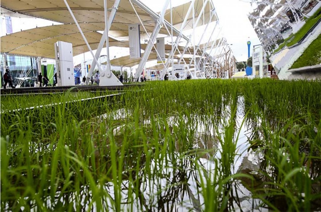  Milan expo showcases innovations to help solve world food problems