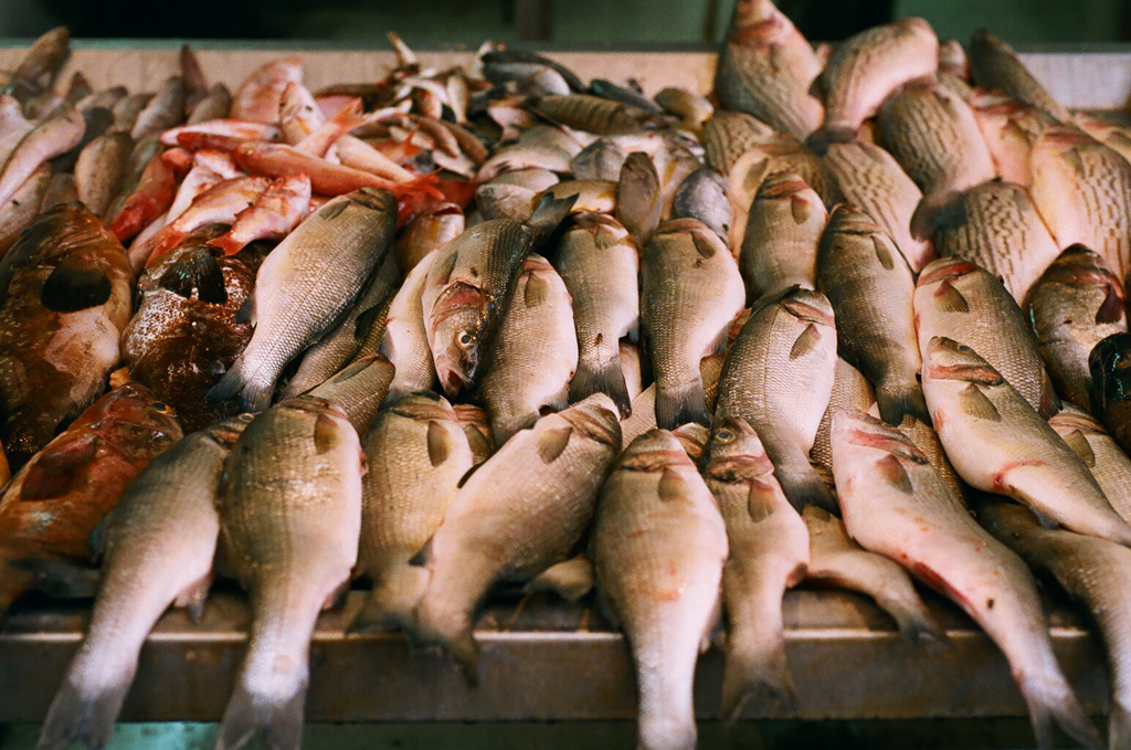 A quarter of fish sold at markets contain man-made debris