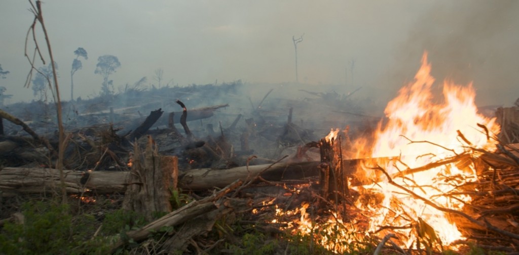 Feeding 'Godzilla': as Indonesia burns, its government moves to increase forest destruction