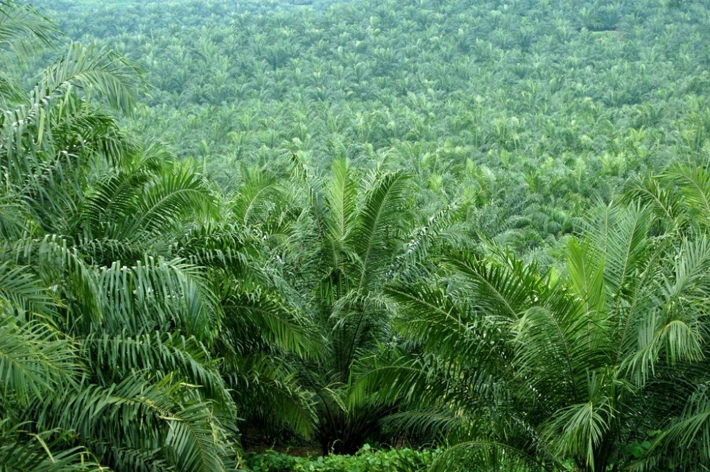 New approaches to sustainable palm oil
