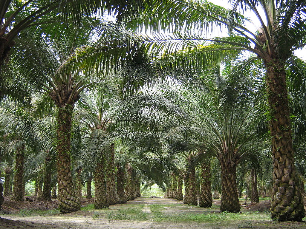 Do palm oil financiers care about sustainability?