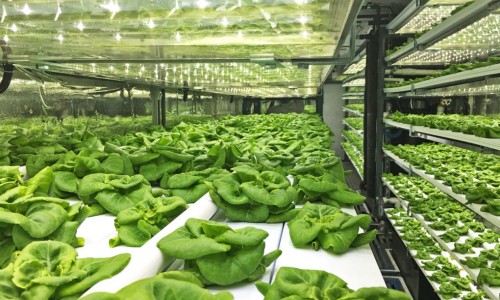 40-foot shipping container farm can grow 5 acres of food with 97% less water