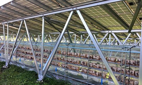 Japan’s new mushroom solar farms produce sustainable energy and food