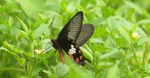 Black butterfly wings provide inspiration for superior solar cells