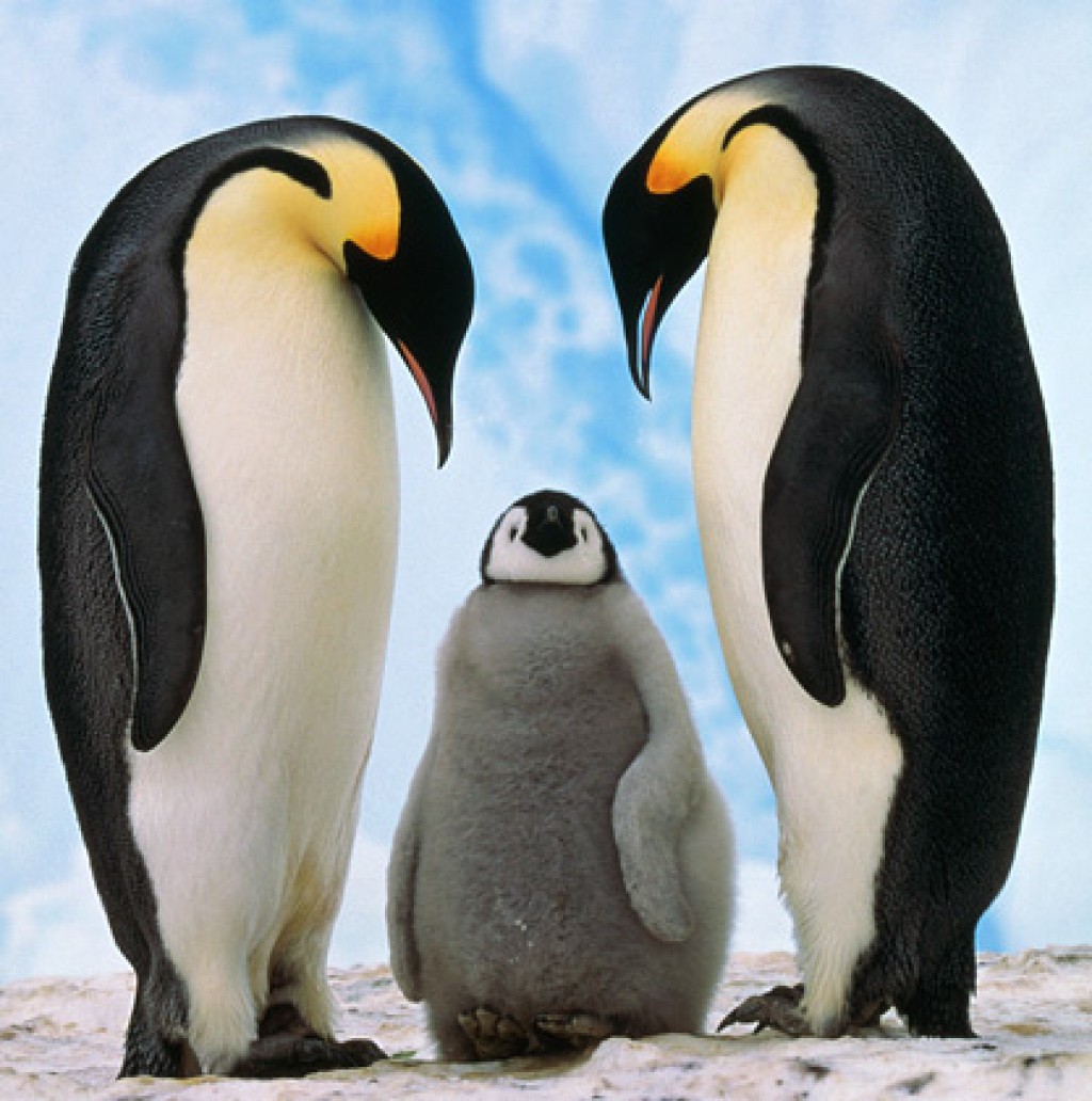 Shrinking Antarctic glaciers could make Adélie penguins unlikely winners of climate change